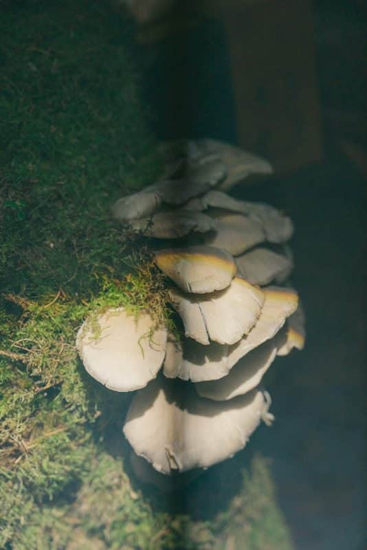 Mesa larga decorada con velas altas, musgo y cristalería en un ambiente estilo bosque encantado para cena de boda elegante.